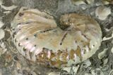 Fossil Discoscaphites Gulosus Ammonite - South Dakota #131223-4